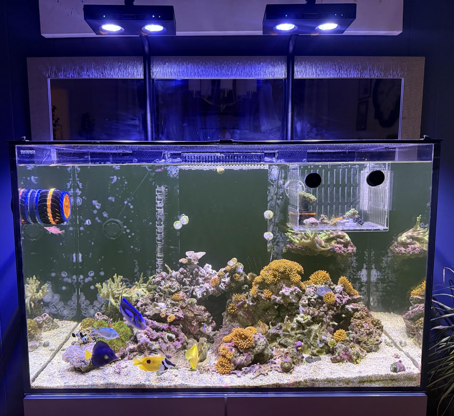 High Power DIY Spectrum 90W G5 - Marine Aquarium Led Lights 评论和价格