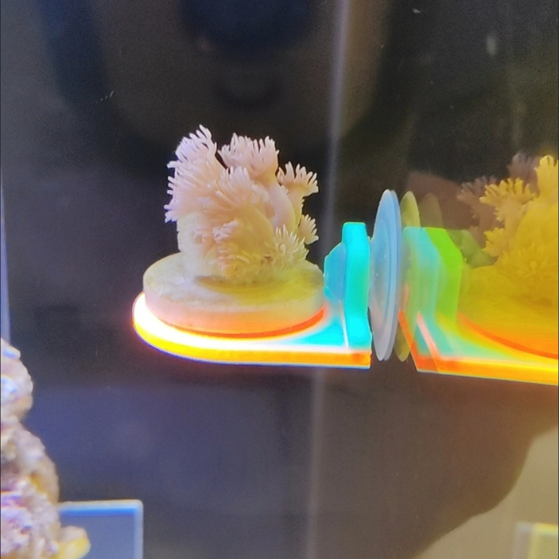 Color Random Coral Frag Holder - Aquarium Marine Color 评论和价格